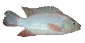Ikan Talapia Merah - Fresh & Prepared Fish
