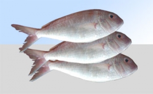 Kerisi - Fresh & Prepared Fish