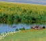 Leave on a Serengeti National Park Safari