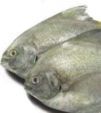 Bawal Hitam / Black Pomfret - Fresh & Prepared Fish