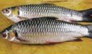 Jelawat - Fresh & Prepared Fish