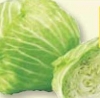 Round Cabbage / Kubis Bulat