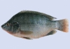 Ikan Talapia Hitam