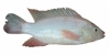 Ikan Talapia Merah