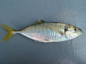 Ikan Selar - Fresh & Prepared Fish